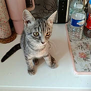 Blue a rejoint le concours — aidez-le/la à gagner de superbes lots ! cat, curious, domestic, domestic_animal, ears, eyes, fur, gray_tabby, household_items, indoor, kitchen_counter, kitten, pet, pink_tumbler, small_cat, tabletop, toaster, water_bottle, whiskers, young_cat
