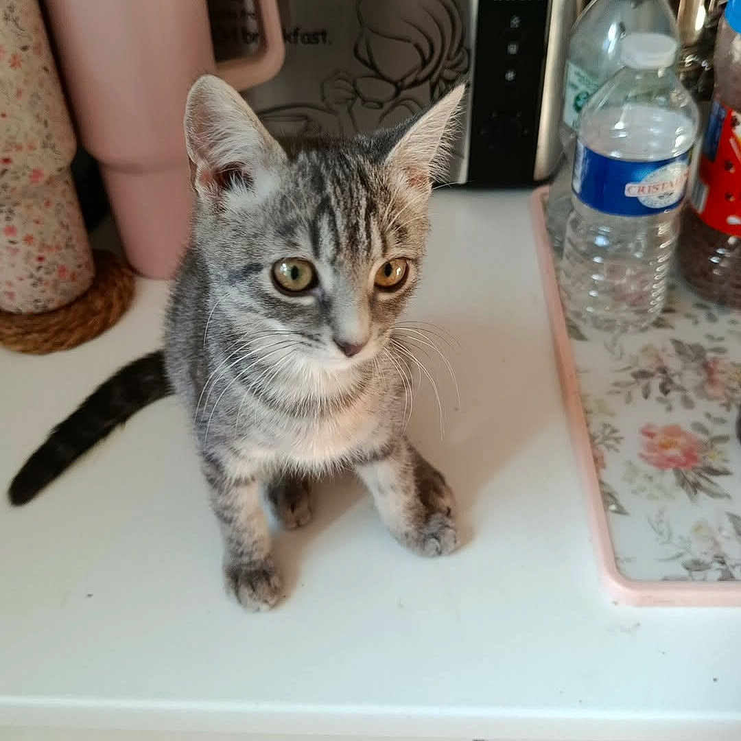 Blue a rejoint le concours — aidez-le/la à gagner de superbes lots ! cat, curious, domestic, domestic_animal, ears, eyes, fur, gray_tabby, household_items, indoor, kitchen_counter, kitten, pet, pink_tumbler, small_cat, tabletop, toaster, water_bottle, whiskers, young_cat