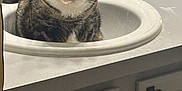 Duchess is registered to the contest to win money with this photo: animal, bathroom, cabinet, cat, cleaning_supplies, container, countertop, curious, domestic_cat, faucet, fur, household, indoor, lens_wipes, listerine, mouthwash, pet, sink, still_life, tabby_cat
