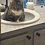 animal, bathroom, cabinet, cat, cleaning_supplies, container, countertop, curious, domestic_cat, faucet, fur, household, indoor, lens_wipes, listerine, mouthwash, pet, sink, still_life, tabby_cat