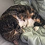 Duchess is registered to the contest to win money with this photo: animal, blanket, cat, comfort, cozy, curled_up, cute, domestic, feline, fur, indoor, nap, paw, pet, relaxation, resting, sleeping, soft, tabby, whiskers