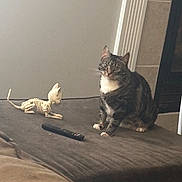 Duchess is registered to the contest to win money with this photo: animal, brown_fabric, cat, couch, cozy, curious, decor, feline, figurine, household, indoor, looking, pet, quiet, remote_control, side_eye, sitting, skeleton, tabby_cat, toy