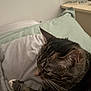 Duchess is registered to the contest to win money with this photo: animal, bed, blanket, cat, cozy, domestic, ear, feline, fur, indoor, nightstand, paw, pet, pillow, relaxed, resting, side_view, sleepy, tabby, whiskers