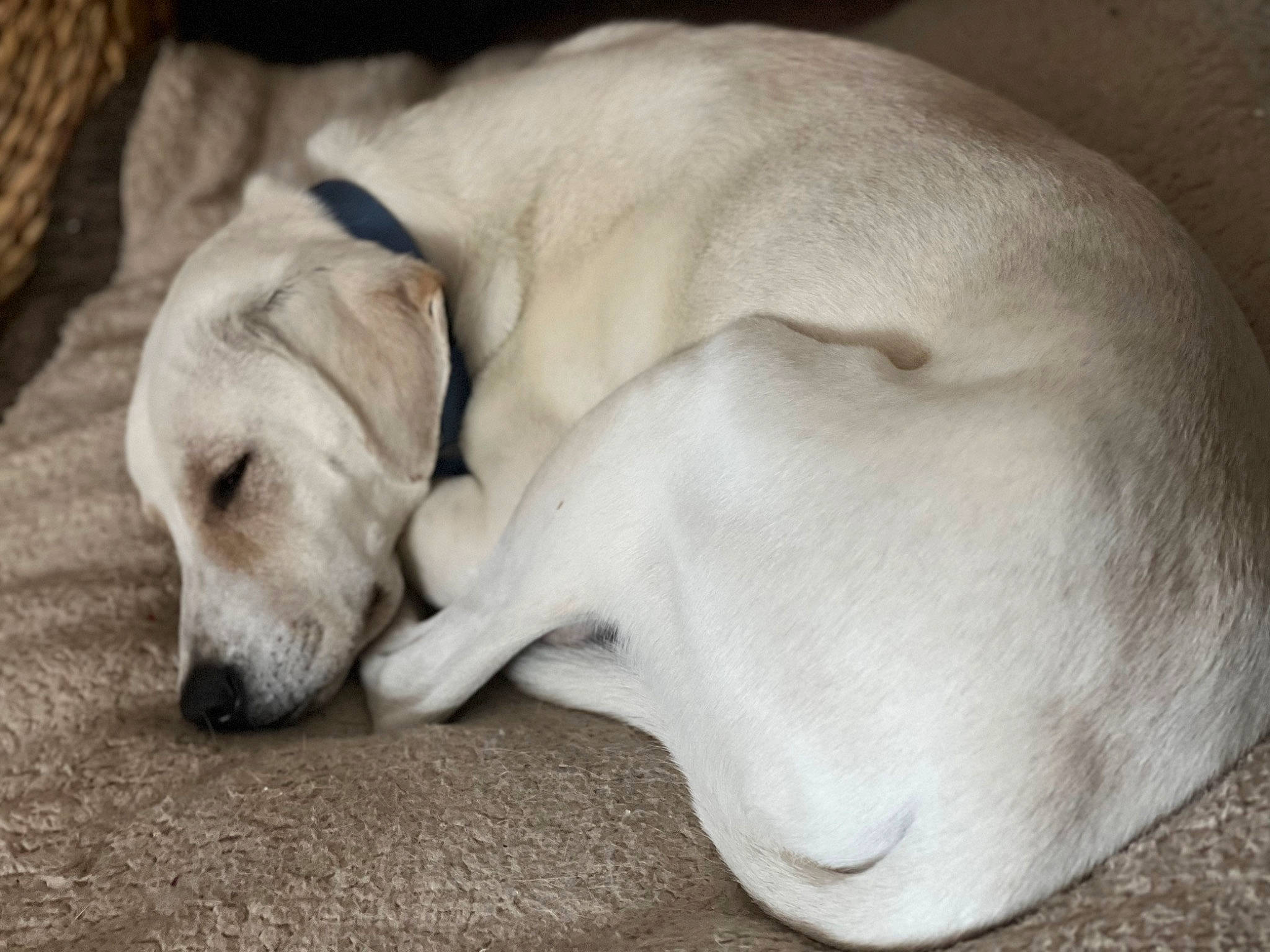 Hero is registered to the contest to win money with this photo: canidae, carnivore, comfort, companion_dog, dog, dog_breed, dog_supply, fawn, fur, gun_dog, nap, paw, retriever, sleep, terrestrial_animal, whiskers, wood, working_animal