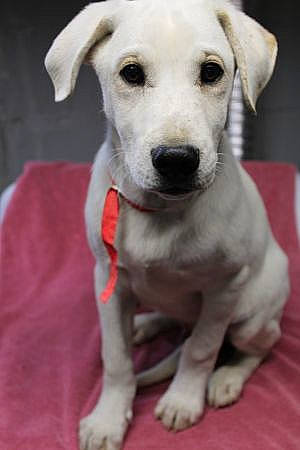 Hero joined the competition — help win amazing prizes! canidae, carnivore, collar, companion_dog, dog, dog_breed, dog_collar, ear, eye, fawn, fur, non_sporting_group, pet_supply, puppy, snout, sporting_group, whiskers, working_animal