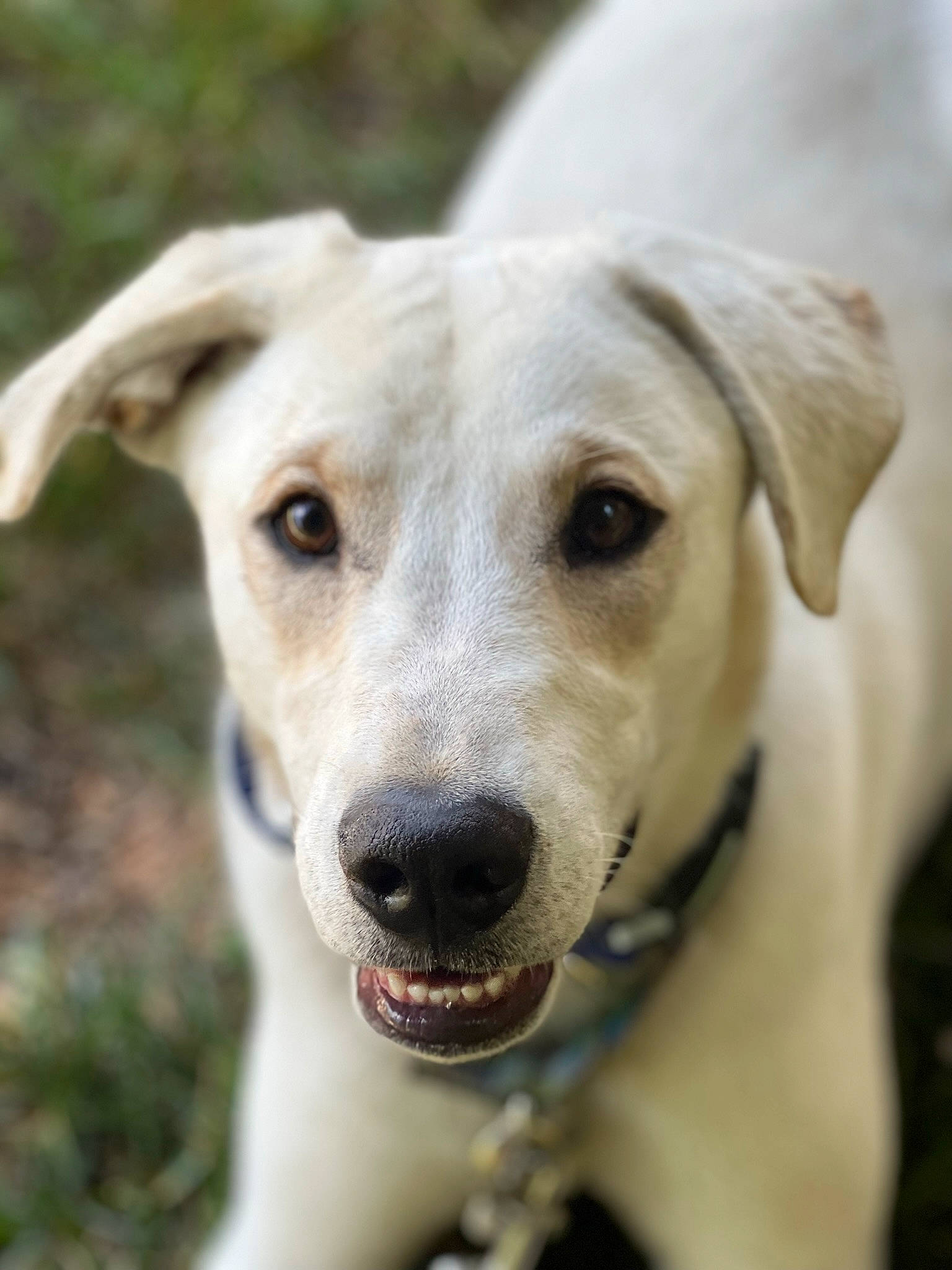 Hero is registered to the contest to win money with this photo: canidae, carnivore, collar, companion_dog, dog, dog_breed, dog_collar, ear, fawn, gun_dog, sporting_group, terrestrial_animal, whiskers, working_animal