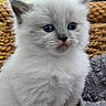 animal, blue_eyes, cat, closeup, cozy, curious, cute, feline, fluffy, fur, indoors, kitten, pet, portrait, sitting, soft, texture, whiskers, white, young