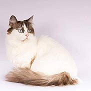 Tania Borealis participe au concours pour gagner de l'argent avec cette photo : animal, blue_eyes, brown_patch, calm, cat, closeup, feline, fluffy, indoor, long_hair, looking_away, paws, pet, portrait, sitting, soft_background, studio, tail, whiskers, white_fur