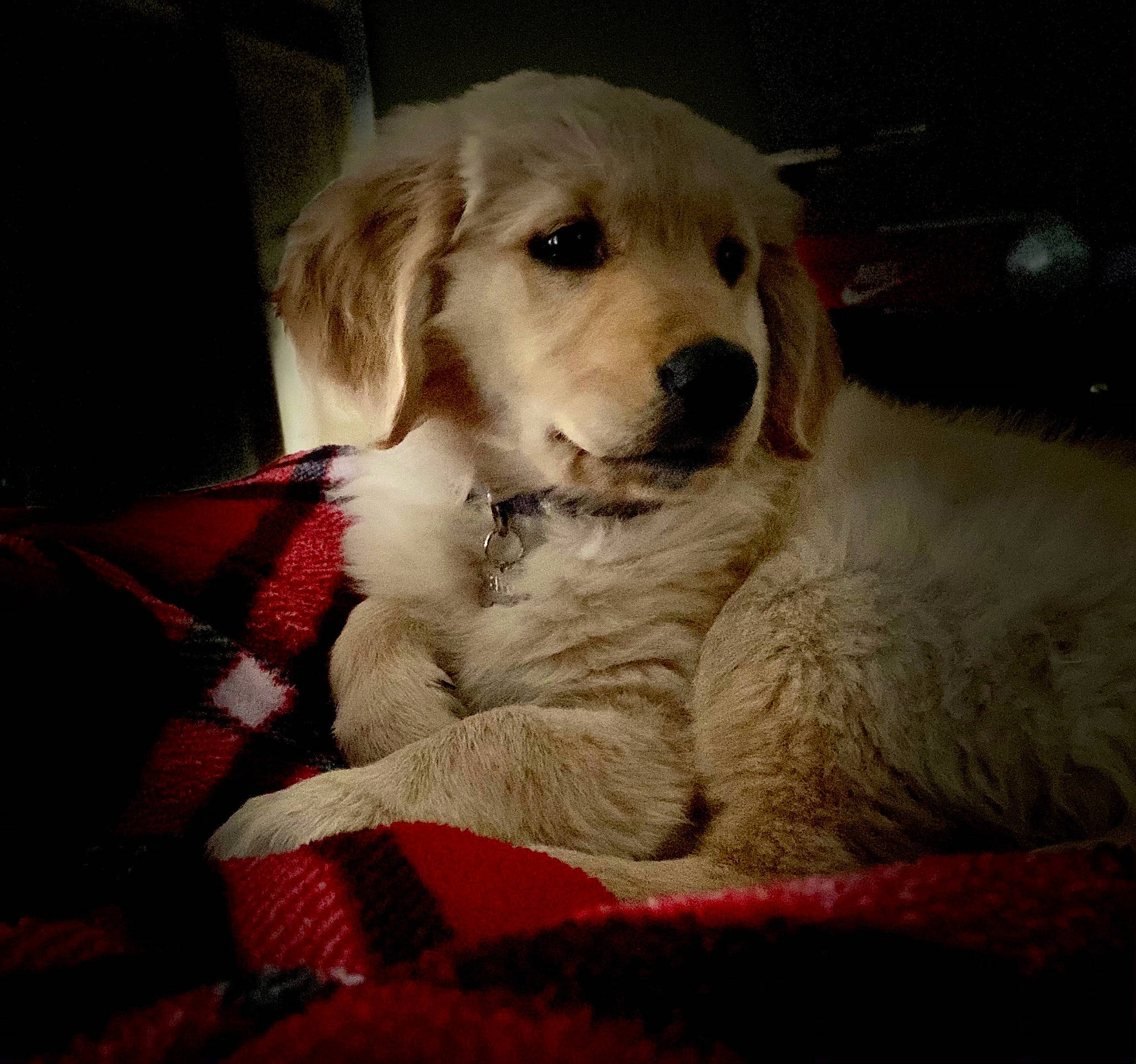 Banks joined the competition — help win amazing prizes! beige, canidae, carnivore, companion_dog, dog, dog_breed, fawn, fur, gun_dog, labrador_retriever, retriever, snout, sporting_group, whiskers, working_animal, working_dog