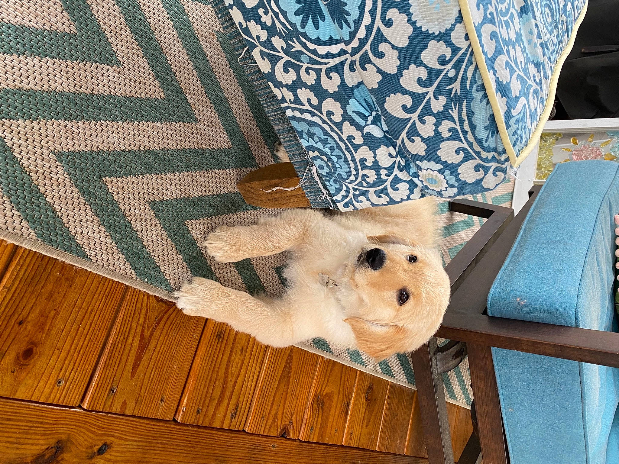 Banks joined the competition — help win amazing prizes! carnivore, dog_breed, fawn, fur, hardwood, laminate_flooring, lumber, motif, pattern, pet_supply, snout, stuffed_toy, tan, teal, textile, toy, turquoise, wood, wood_flooring, wood_stain