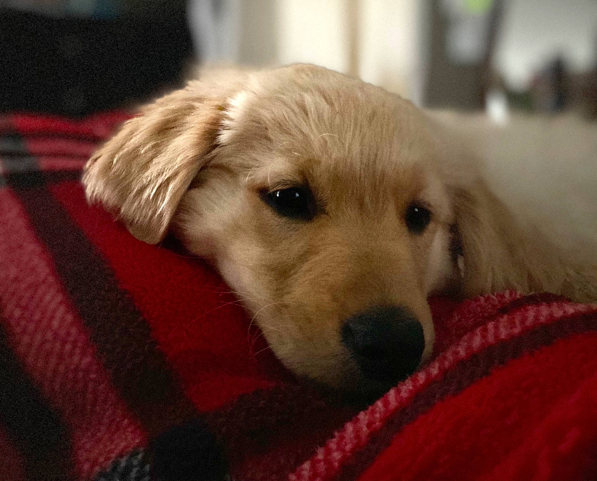 Banks is registered to the contest to win money with this photo: beige, canidae, carnivore, comfort, companion_dog, dog, dog_breed, dog_supply, fawn, fur, linens, mammal, puppy, retriever, snout, sporting_group, sweater, whiskers, working_animal, working_dog