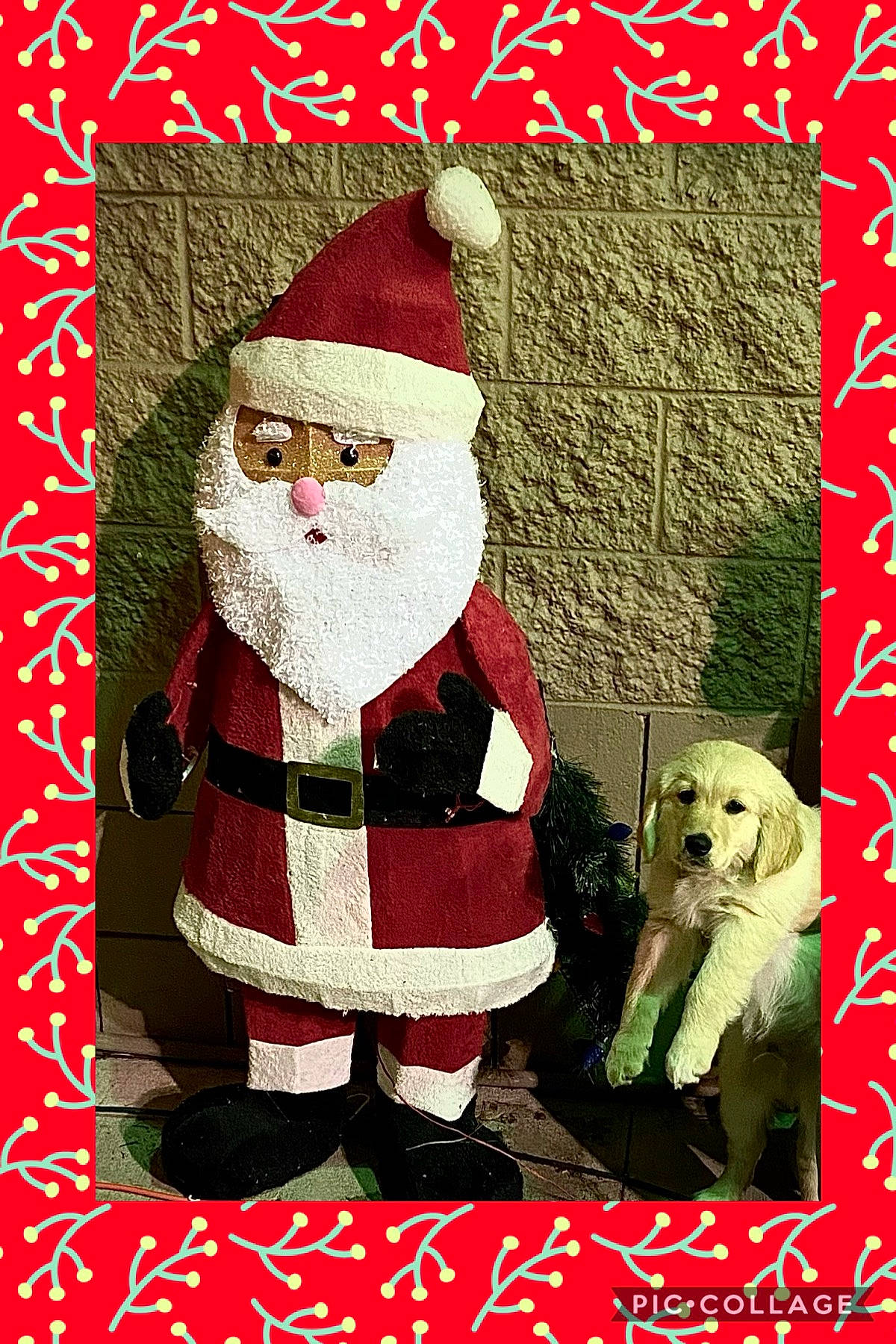 Banks joined the competition — help win amazing prizes! canidae, carnivore, christmas, christmas_decoration, christmas_eve, companion_dog, costume_accessory, costume_hat, dog, dog_breed, dog_supply, event, fictional_character, fur, holiday, lap, organism, pleased, santa_claus, sporting_group