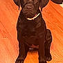 animal, attention, black_dog, collar, companion, curious, cute, dog, domestic_animal, flooring, friendly, indoor, labrador, mammal, pet, portrait, puppy, sitting, wooden_floor, young_dog