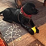 Abby And Lucy joined the competition — help win amazing prizes! animal, bandana, black_dog, canine, carpet, collar, decor, dog, floor, furniture, household, indoor, paws, pet, playing, relaxed, resting, tennis_ball, toy, wooden_table