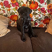 Abby And Lucy joined the competition — help win amazing prizes! animal, black_dog, blanket, brown_couch, couch, cute, dog, domestic_animal, floral_pattern, fur, home, indoor, leash, pet, pillows, pumpkin_pattern, puppy, shy, sitting, young_dog