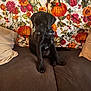 animal, black_dog, blanket, brown_couch, couch, cute, dog, domestic_animal, floral_pattern, fur, home, indoor, leash, pet, pillows, pumpkin_pattern, puppy, shy, sitting, young_dog