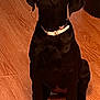 Abby And Lucy is registered to the contest to win money with this photo: alert, animal, black_dog, canine, collar, companion, cute, dog, domestic_animal, flooring, fur, home, indoor, looking_up, obedient, pet, puppy, sitting, wooden_floor, young_dog