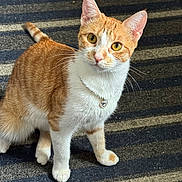 Mimosa joined the competition — help win amazing prizes! animal, cat, close_up, collar, domestic_animal, ears, feline, ginger, green_eyes, indoors, orange_cat, pendant, pet, portrait, rug, sitting, striped_rug, tabby, whiskers, white_cat