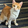 animal, cat, close_up, collar, domestic_animal, ears, feline, ginger, green_eyes, indoors, orange_cat, pendant, pet, portrait, rug, sitting, striped_rug, tabby, whiskers, white_cat