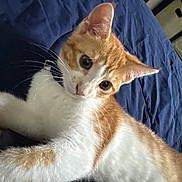 Mimosa joined the competition — help win amazing prizes! animal, bed, blanket, cat, close_up, curious, cute, ears, eyes, feline, fur, indoor, kitten, orange_and_white, pet, playful, resting, soft, whiskers, young