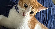 Mimosa joined the competition — help win amazing prizes! animal, bed, blanket, cat, close_up, curious, cute, ears, eyes, feline, fur, indoor, kitten, orange_and_white, pet, playful, resting, soft, whiskers, young