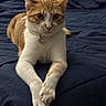 Mimosa is registered to the contest to win money with this photo: bed, bedroom, bedspread, blue_background, cat, collar, crossed_paws, ears, eyes, feline, fur, indoors, jewel, lying_down, orange_cat, pet, portrait, relaxed, whiskers, white_cat