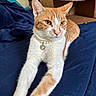 Mimosa joined the competition — help win amazing prizes! animal, bed, blanket, cardboard_box, cat, close_up, feline, heart_pendant, indoors, jewelry, lying_down, navy_blue, orange_cat, pearl_necklace, pet, portrait, tabby, whiskers, white_fur, yellow_eyes