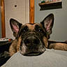 Buddy is registered to the contest to win money with this photo: dog, german_shepherd, close_up, nose, ears, indoor, window, blinds, shelf, resting, pet, animal, cozy, fur, face, portrait, looking, brown, black, cute