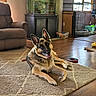 Buddy joined the competition — help win amazing prizes! dog, german_shepherd, lying_down, indoor, rug, living_room, recliner, fish_tank, dog_toys, crate, wooden_floor, window, sunlight, cabinet, pet, animal, ears, happy, cozy, home