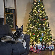 Buddy joined the competition — help win amazing prizes! dog, german_shepherd, couch, christmas_tree, christmas_lights, ornaments, presents, living_room, window, blinds, wooden_floor, holiday, festive, decorations, pet, indoor, relaxed, cozy, night, soft_lighting