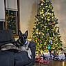 dog, german_shepherd, couch, christmas_tree, christmas_lights, ornaments, presents, living_room, window, blinds, wooden_floor, holiday, festive, decorations, pet, indoor, relaxed, cozy, night, soft_lighting