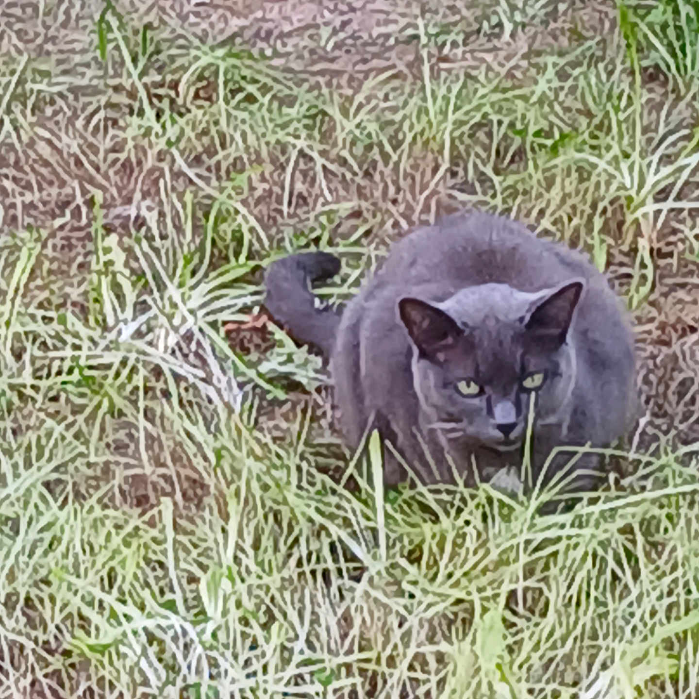Fillatreau Muriel a rejoint le concours — aidez-le/la à gagner de superbes lots ! alert, animal, camouflage, cat, crouching, eyes, feline, field, fur, grass, gray_cat, greenery, hunting, mammal, nature, outdoor, predator, tail, whiskers, wildlife