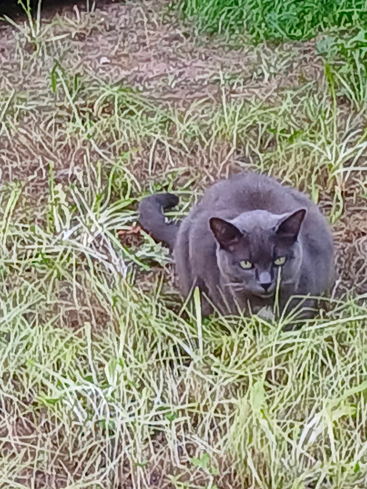 Fillatreau Muriel a rejoint le concours — aidez-le/la à gagner de superbes lots ! cat, gray_cat, grass, outdoor, animal, feline, nature, wildlife, predator, crouching, greenery, fur, whiskers, tail, alert, eyes, mammal, field, camouflage, hunting
