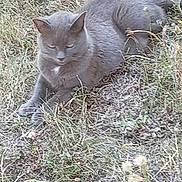 Uyuni a rejoint le concours — aidez-le/la à gagner de superbes lots ! animal, cat, closeup, daylight, dry_grass, ears, eyes, feline, fur, grass, gray_cat, laying_down, mammal, nature, outdoor, pet, resting, weed, whiskers, wildlife