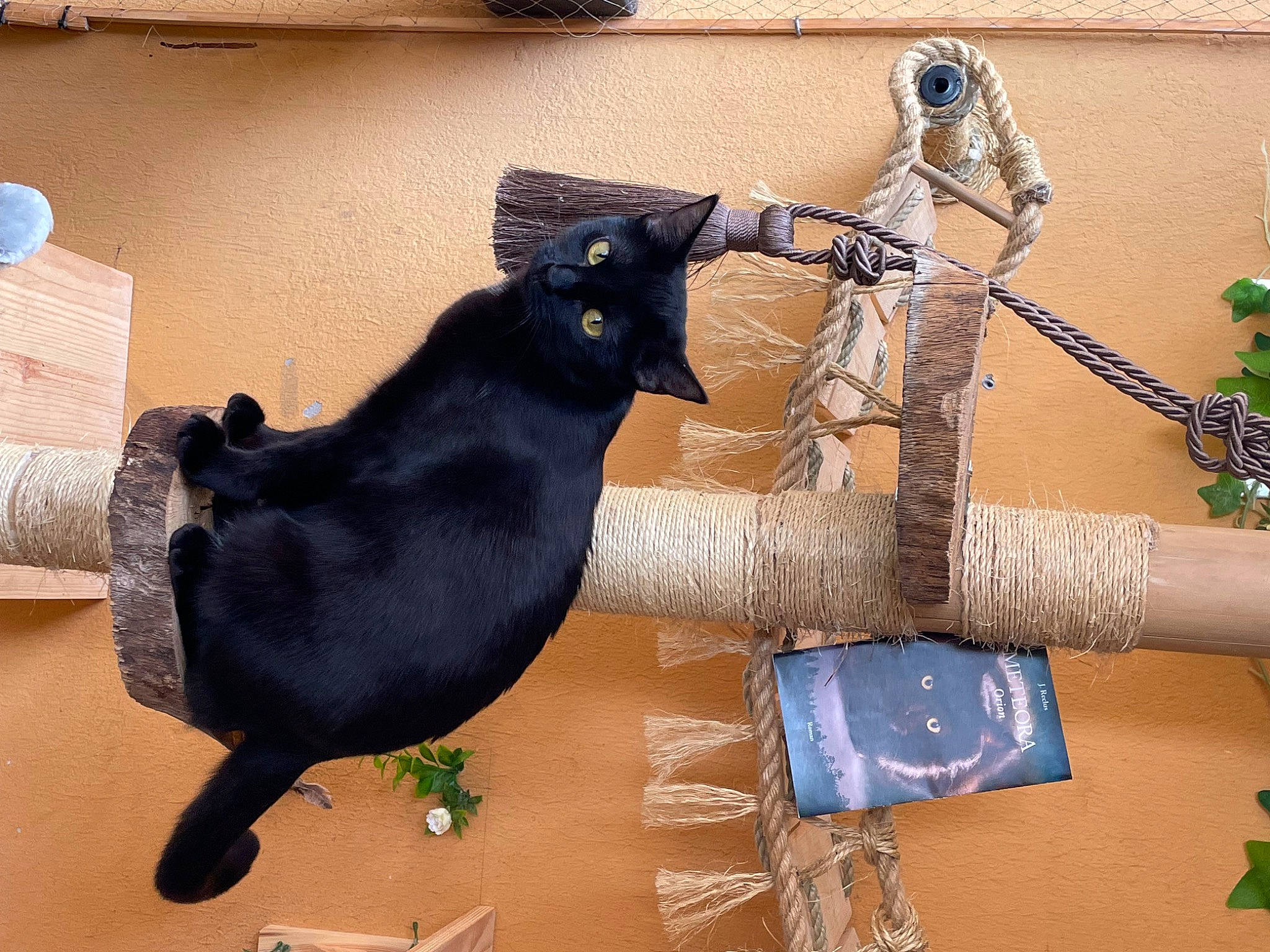 Mistic a rejoint le concours — aidez-le/la à gagner de superbes lots ! beak, black_cat, blue, bombay, carnivore, cat, cat_supply, comfort, domestic_short_haired_cat, fashion_accessory, felidae, fur, pet_supply, plant, room, small_to_medium_sized_cats, tail, twig, whiskers, wood