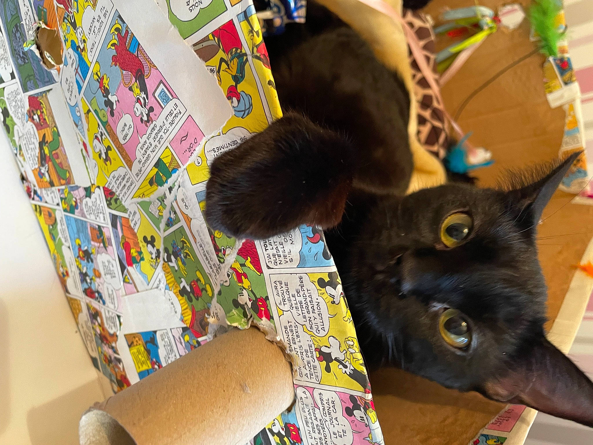 Mistic a rejoint le concours — aidez-le/la à gagner de superbes lots ! art, black_cat, carmine, carnivore, cat, chair, comfort, domestic_short_haired_cat, fashion_accessory, fawn, felidae, fur, linens, pattern, plant, small_to_medium_sized_cats, tail, textile, whiskers, wood