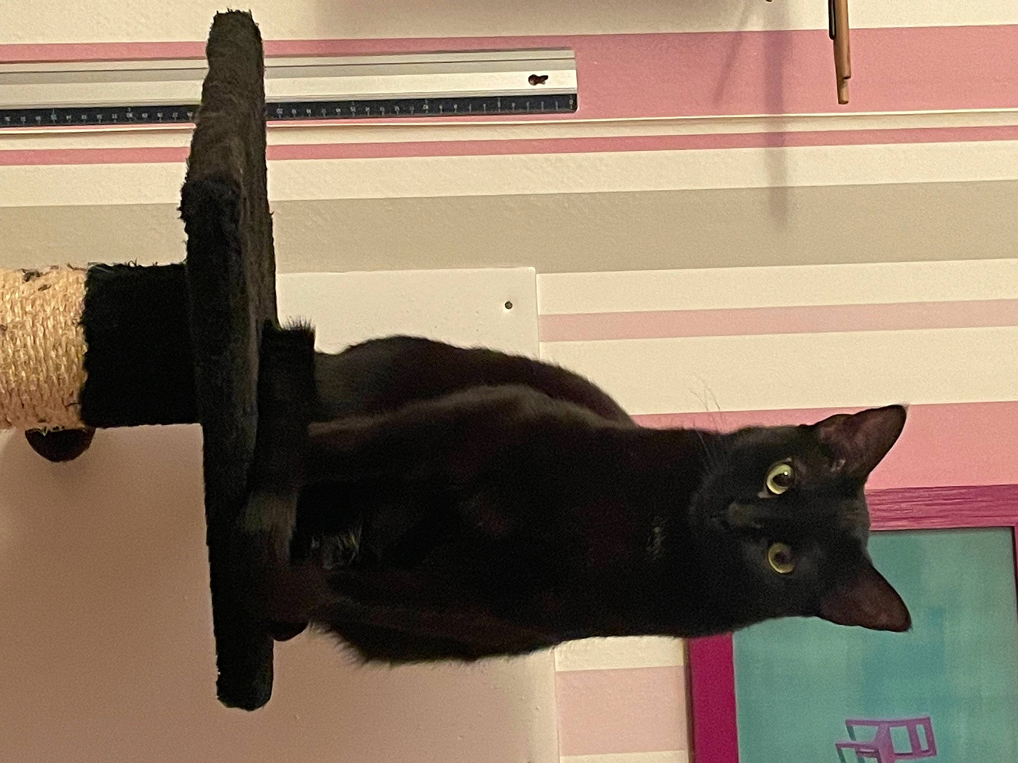 Mistic participe au concours pour gagner de l'argent avec cette photo : black_cat, bombay, carnivore, cat, claw, domestic_short_haired_cat, felidae, fur, pet_supply, room, shadow, small_to_medium_sized_cats, snout, tail, terrestrial_animal, whiskers, working_animal