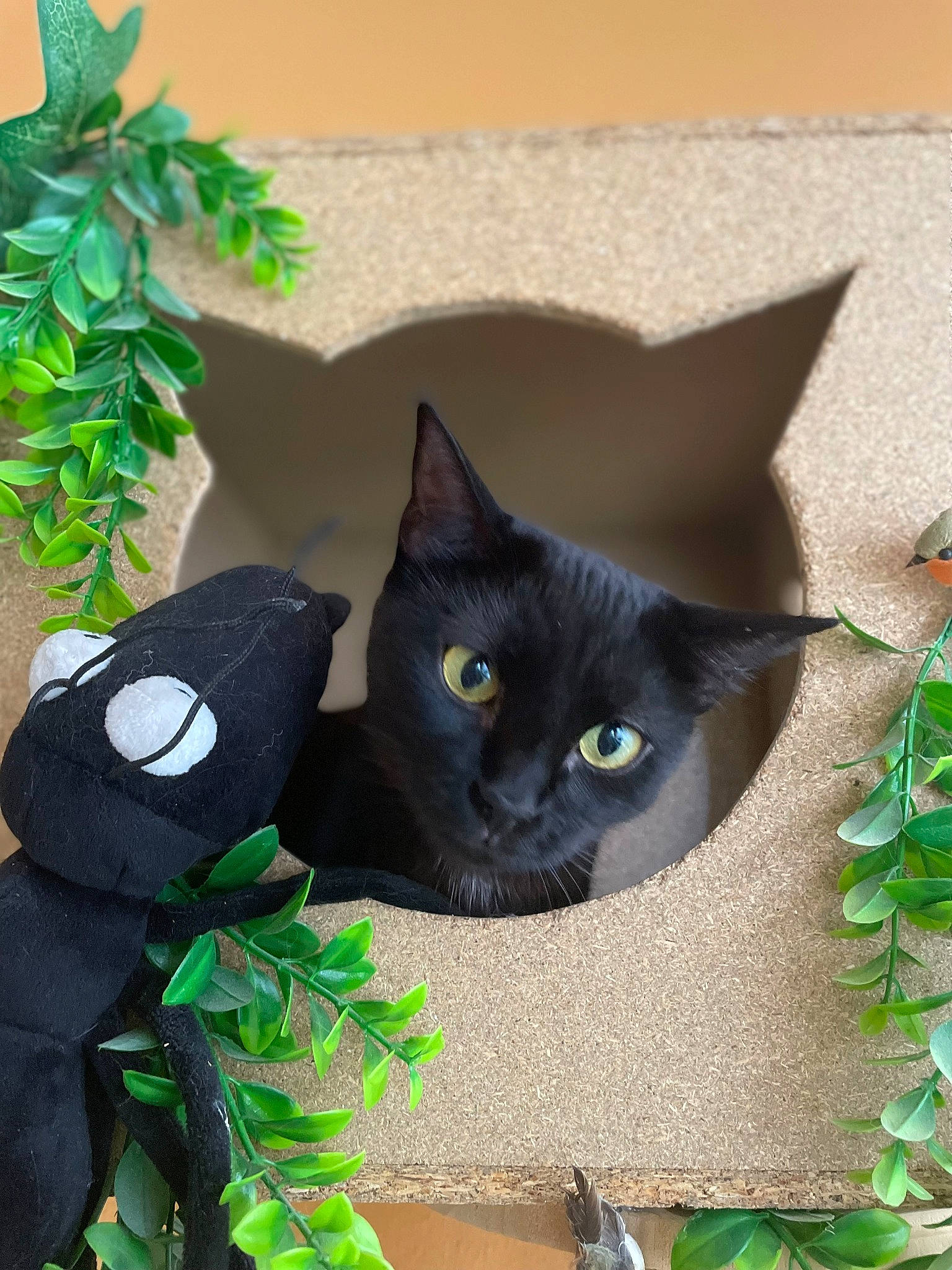 Mistic a rejoint le concours — aidez-le/la à gagner de superbes lots ! art, black_cat, bombay, carnivore, cat, domestic_short_haired_cat, felidae, flowerpot, fur, grass, groundcover, herb, houseplant, leaf, plant, small_to_medium_sized_cats, snout, tail, whiskers, window