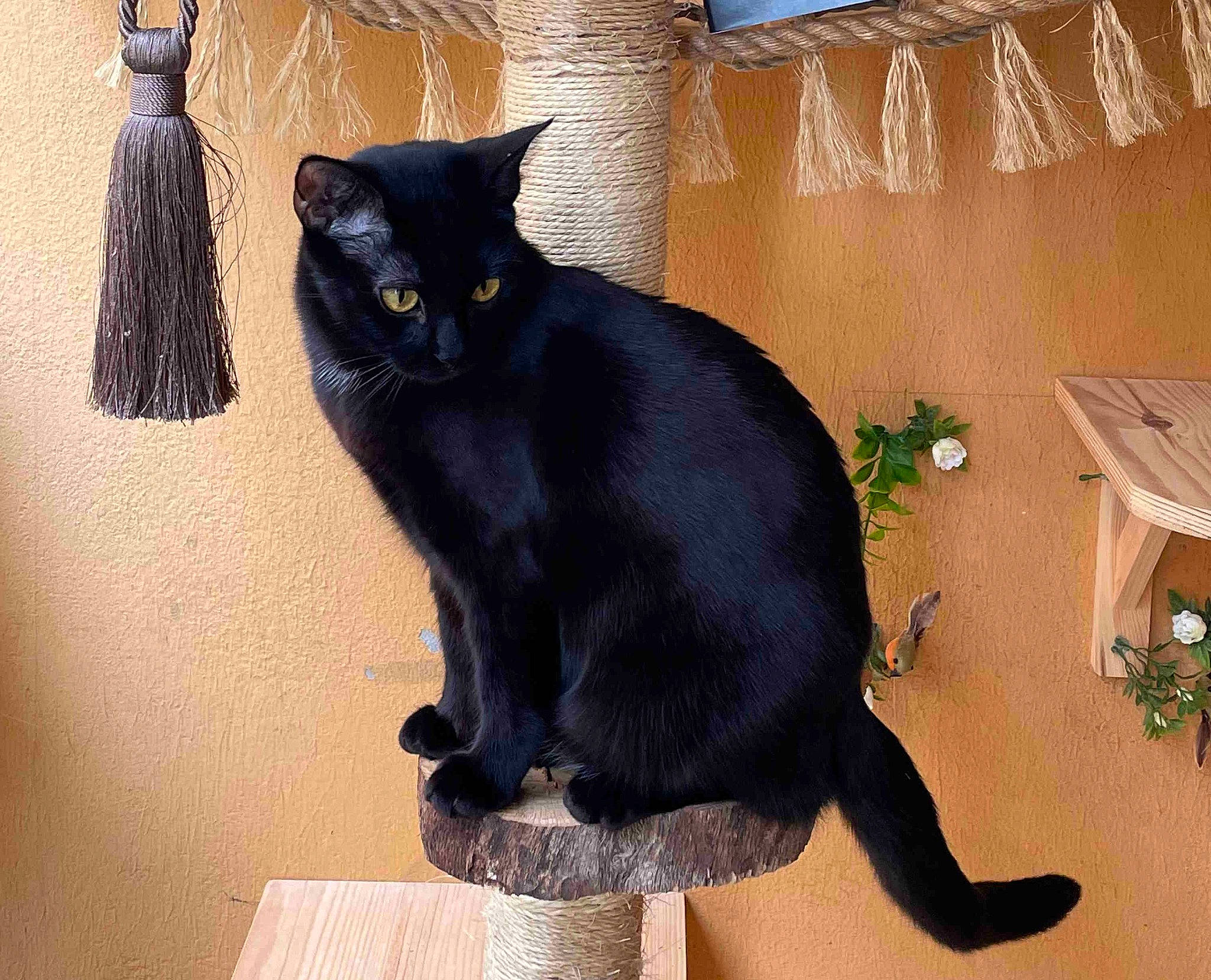 Mistic a rejoint le concours — aidez-le/la à gagner de superbes lots ! black_cat, bombay, carnivore, cat, domestic_short_haired_cat, felidae, flowerpot, fur, havana_brown, houseplant, plant, sitting, small_to_medium_sized_cats, tail, terrestrial_animal, whiskers, window