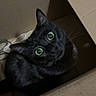 animal, black_cat, box, cardboard, cat, close_up, companion, curious, cute, domestic_cat, feline, fur, green_eyes, indoors, looking_up, pet, playful, shadow, sitting, whiskers