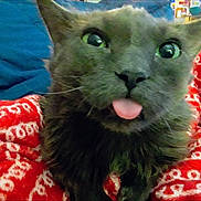 Precious joined the competition — help win amazing prizes! cat, black_cat, tongue_out, close_up, green_eyes, pet, animal, feline, cute, playful, blanket, red_blanket, indoor, fur, whiskers, face, expression, domestic_cat, cozy, sleepy