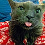 cat, black_cat, tongue_out, close_up, green_eyes, pet, animal, feline, cute, playful, blanket, red_blanket, indoor, fur, whiskers, face, expression, domestic_cat, cozy, sleepy