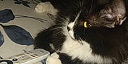 Boo joined the competition — help win amazing prizes! cat, black_and_white, indoor, lying_down, remote_control, paw, yellow_eye, floral_pattern, fabric, whiskers, fur, close_up, pet, domestic_animal, resting, cozy, comfort, animal, cute, household_object