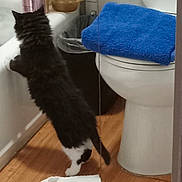 Boo is registered to the contest to win money with this photo: bathroom, bathtub, black_and_white, cat, curiosity, curious, domestic_animal, feline, flooring, fur, household, indoor, kitten, pet, stretching, toilet, towel, trash_can, white_towel, wood_floor