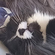 Boo is registered to the contest to win money with this photo: cat, black_and_white, close_up, whiskers, sleeping, fangs, fur, pet, animal, cute, relaxed, face, nose, mouth, indoor, resting, feline, cozy, nap, soft