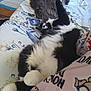 Boo is registered to the contest to win money with this photo: cat, black_and_white, fluffy, couch, floral_pattern, blanket, relaxed, paw, indoor, feline, pet, fur, sleeping, cozy, stretching, comfort, animal, home, resting, cute