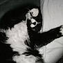 Boo joined the competition — help win amazing prizes! cat, black_and_white, sleeping, pillow, blanket, indoor, feline, cozy, resting, fur, whiskers, pet, animal, relaxed, close_up, comfort, domestic, cute, mammal, sleep