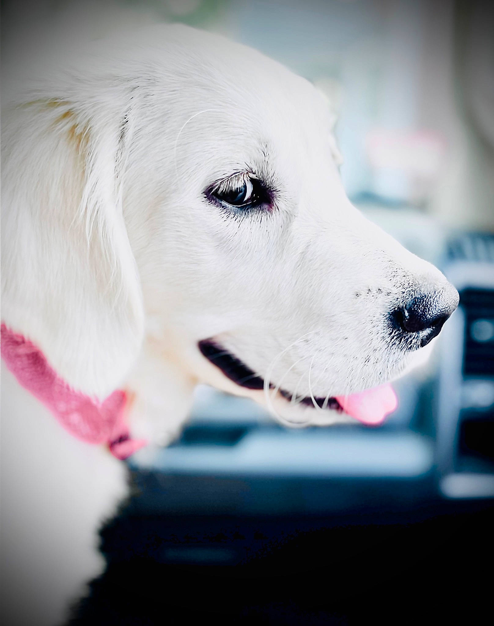 Daisy joined the competition — help win amazing prizes! ball, canidae, carnivore, close_up, companion_dog, dog, dog_breed, dog_collar, eye, flash_photography, fur, happy, head, iris, monochrome_photography, pet_supply, snout, sporting_group, whiskers, working_animal