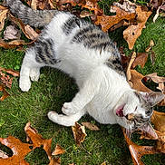 Mr. Whiskers is registered to the contest to win money with this photo: animal, autumn, cat, fallen_leaves, feline, garden, grass, lying_down, nature, open_mouth, outdoor, pet, playful, relaxed, rolling, spotted, tabby, tail, whiskers, white_fur