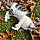 Mr. Whiskers